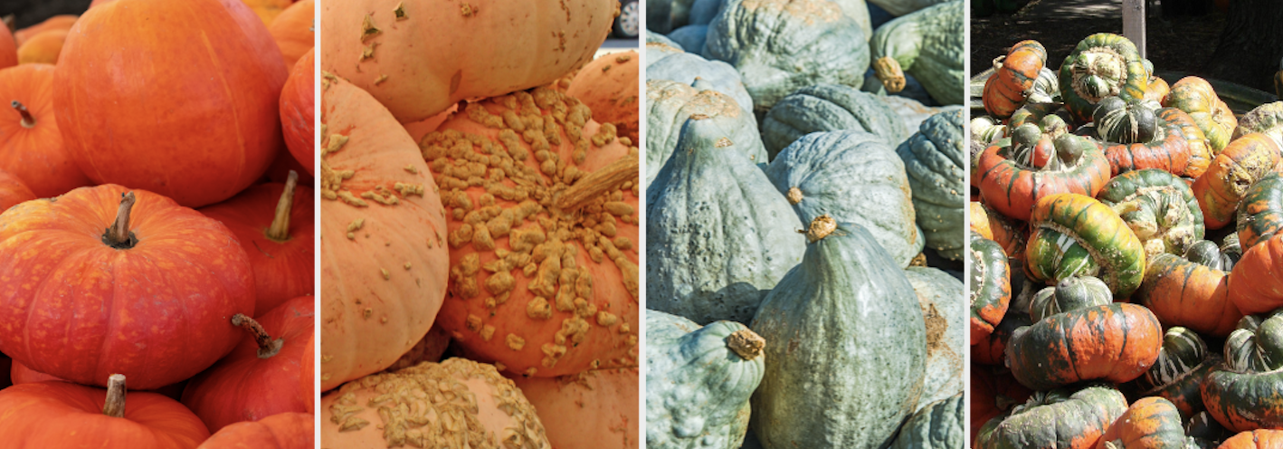 Four pictures of pumpkins and squash